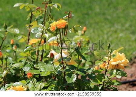 Yellow rose and green leaves on a blurry background