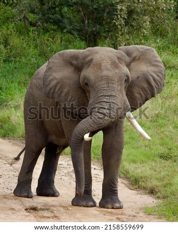 Massive Big 5 adult wild elephant coming toward wildlife photographer with anger. The elephant's ivory trunk is hanging over the large tusks as the elephant approaches the car. Royalty-Free Stock Photo #2158559699