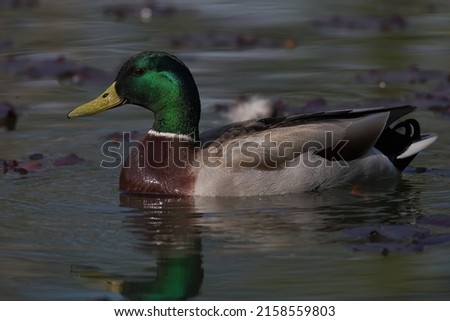 A closeup of a Mallard Duck in a lake on a sunny day