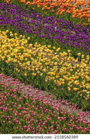 Aerial view of colorful Tulip fields at Windmill Island garden in Holland, Michigan.