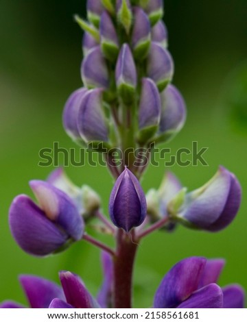 Picture of a Lupin Flower. Taken in Hereford, England