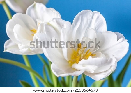 big beautiful blooming white peony tulips on blue background