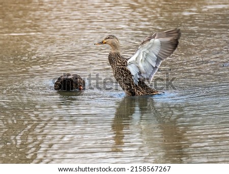 A pair of mallard ducks in a lake with one preparing for flight