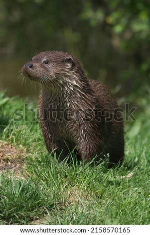 A closeup of a beautiful European Otter on the grass in a forest