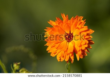 A closeup of beautiful marigold calendula flower under the sunlight