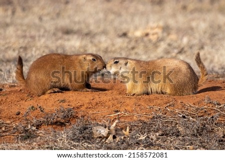 A closeup of two black-tailed prairie dogs, Cynomys ludovicianus sniffing each other  Royalty-Free Stock Photo #2158572081