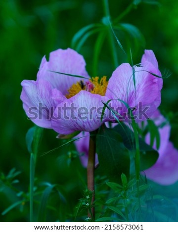 Paeonia broteroi is a flower endemic to the Iberian Peninsula in spring in Parque nacional Sierra de Guadarrama Red Natura 2000 Madrid Spain