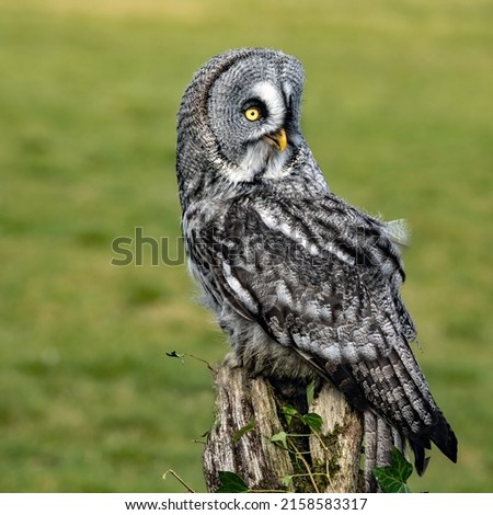 The great grey owl perched on an old tree stump against a green background