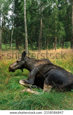 elk in the wild in sweden having a relaxing day