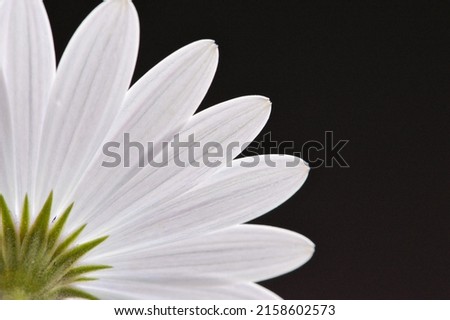Close-up photograph of a single white African daisy flower on black background