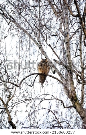 A closeup of long-eared owl on a branch