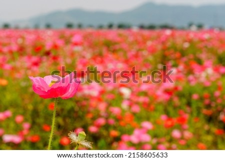Pictures of poppy gardens in full bloom.