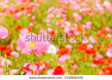 Pictures of poppy gardens in full bloom.