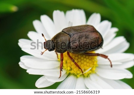Closeup on a Salland beetle, Hoplia philanthus on the whitel flower of a common daisy, Bellis perennis in the garden Royalty-Free Stock Photo #2158606319