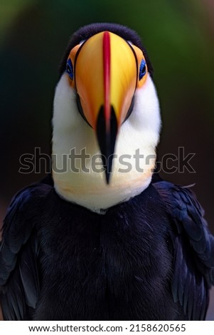 A portrait of Toco Toucan in natural habitat