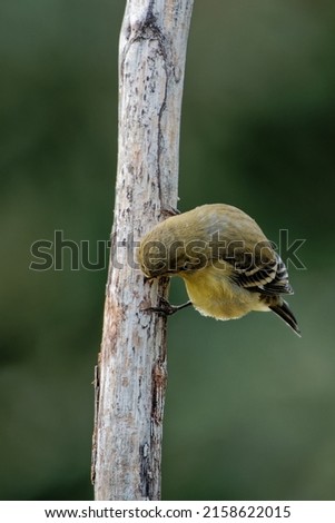 A vertical closeup shot of a yellow Atlantic Canary bird sitting on a branch on a blurry green background