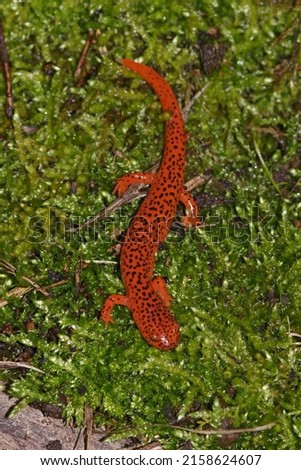 Vertical closeup on the colorful Blue Ridge Red Salamander, Pseudotriton ruber on green moss