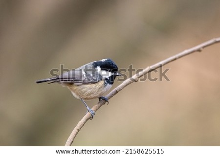 A selective focus of the small coal tit perching on the tree branch