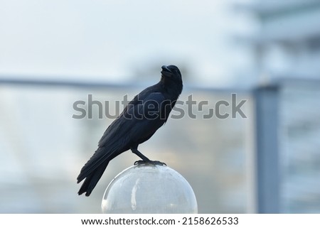 A black raven perches on a sphere of clear glass ball lamp on a blurred background.