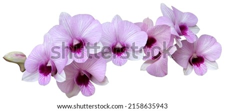White orchids mixed with light purple. The center of the flower is dark purple. and with purple streaks all over the flowers and isolated on white background with clipping path. Royalty-Free Stock Photo #2158635943