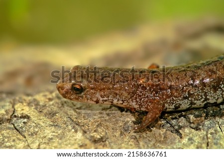 Closeup on a Four toed salamander, Hemidactylium scutatum sitting sitting on a piece wood
