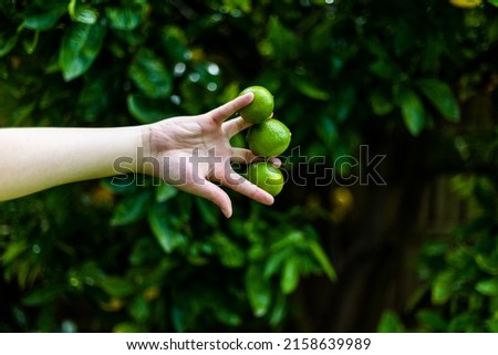 A closeup shot of a person holding limes in a hand in a forest