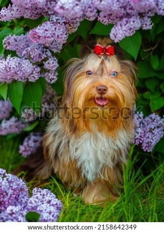Yorkshire terrier sitting near a flowering lilac bush in the park