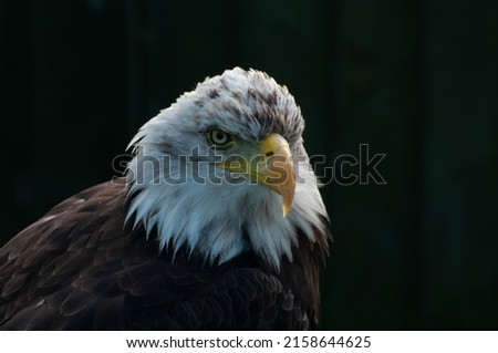 A closeup of the juvenile bald eagle, Haliaeetus leucocephalus  Royalty-Free Stock Photo #2158644625