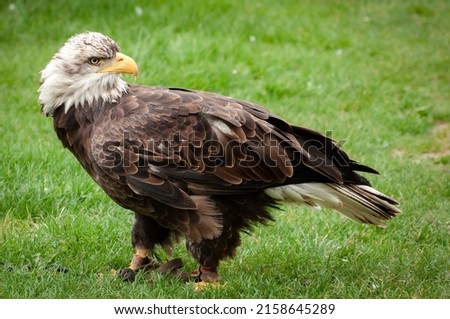A closeup of the juvenile bald eagle, Haliaeetus leucocephalus  Royalty-Free Stock Photo #2158645289