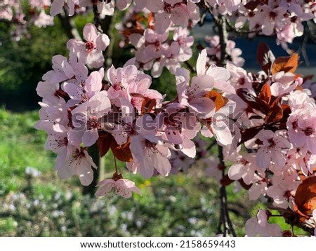 Pink plum blossom image. Cherry blossoms on tree branches in nature. Selective focus.