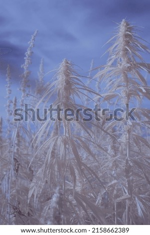 A vertical shot of herbal canabis plants growing in the field - infrared photography