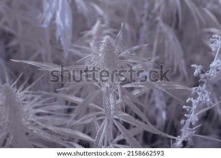 A selective focus of herbal canabis plants growing in the field - infrared photography