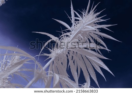 A closeup of canabis branch under the clear sky - infrared photography