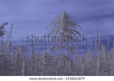 A selective focus of cannabis plants growing in the field - infrared photography