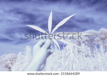 A closeup of a hand holding a canabis leaf on the blue sky background - infrared photography