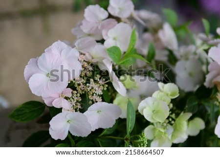 A closeup shot of light pink Runaway Bride Hydrangea flowers Royalty-Free Stock Photo #2158664507