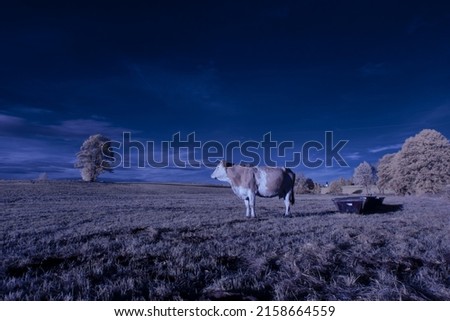 A cow in an empty field with trees under a cloudy sky