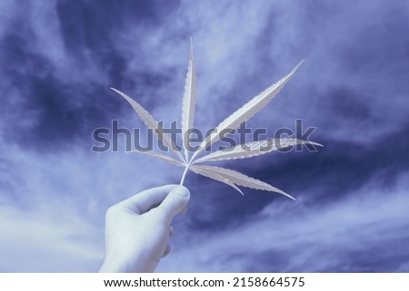 A closeup of a hand holding a fresh cannabis leaf on the cloudy sky background - infrared photography