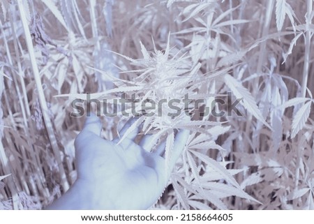 A closeup of a hand holding cannabis plants growing in the farm - infrared photography