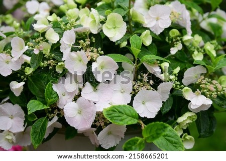 A closeup shot of hydrangea Runaway Bride flowers in the garden Royalty-Free Stock Photo #2158665201
