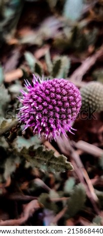 A vertical shot of a pink thistle on a blurry background