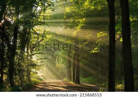 Late summer sunlight breaking through the trees at a mystical lane. Royalty-Free Stock Photo #215868553
