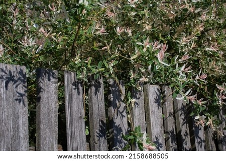 photo of a fence covered with tree branches on a sunny day
