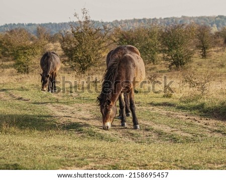 A closeup shot of two beautiful horses eating grass from the ground and trees in the background