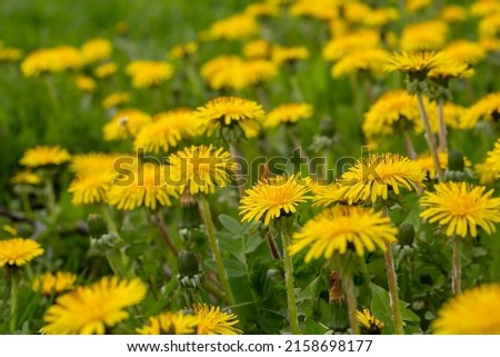 Yellow dandelions flowers on a green background on a summer sunny day macro photography. Blooming wildflowers with yellow petals in springtime close-up photography.
