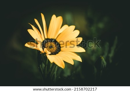 closeup photo of Daisy yellow flower in grass