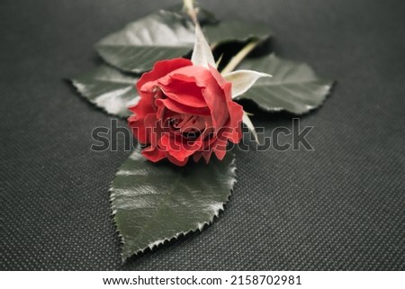 A green leaf and a rose in a dark background  Photo taken indoor with the light from the top 