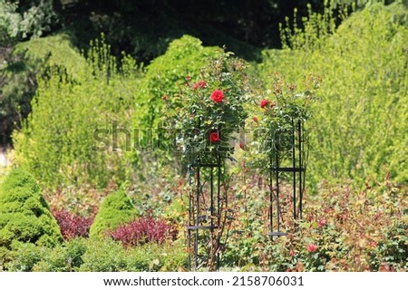 A corner of the park with stamped scarlet roses. Landscape design.