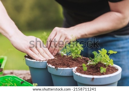 Home gardening best soil for herbs, gardener make potting mix for herbs. Basic ingredients for growing plants, besides light and water, is good soil. Potting soil for grow in a container Royalty-Free Stock Photo #2158711241