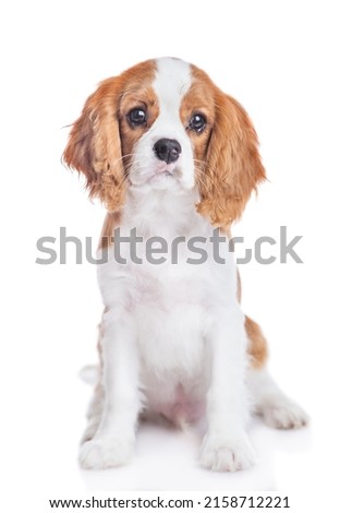 Сavalier King Charles Spaniel puppy sits and looks at camera. Isolated on white background Royalty-Free Stock Photo #2158712221